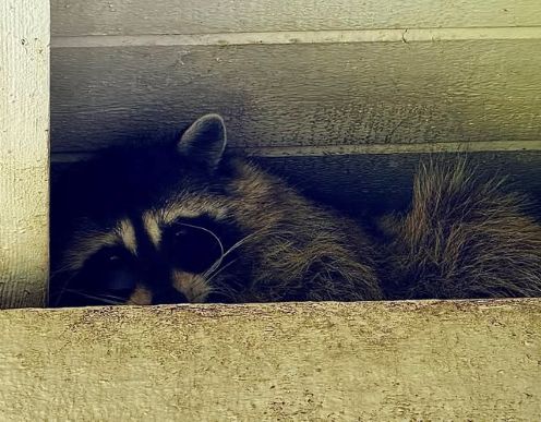 rraccoon a.jpg